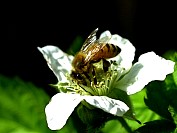 Bee02S.JPG