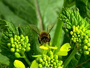 Bee05.jpg