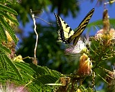 Butterfly01.JPG