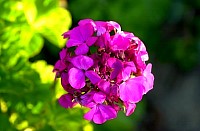 DSC_0006GE.jpg