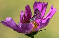 DSC_0477s.JPG