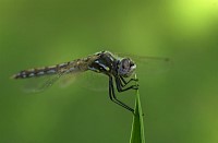 DSC_0733.JPG