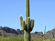 DSC_1453s.JPG