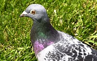 DSC_1845s.JPG