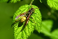 DSC_1917s.JPG