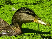 DSC_4807CE.JPG
