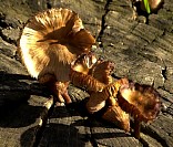 DSC_7267ec.JPG