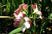 DSC_7723s.JPG
