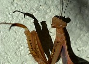 DSC_9284s.JPG