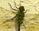Dragonfly01s.JPG