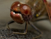 Dragonfly02s.jpg