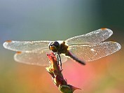Dragonfly03s.jpg