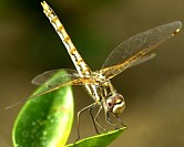 Dragonfly0923200103s.JPG
