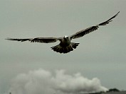 Dsc_4370ce.jpg