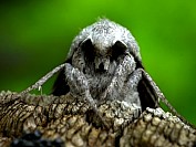 Moth01s.JPG