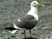 Seagull02S.JPG