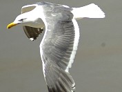 Seagull03S.JPG