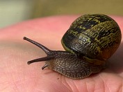 Snail01S.JPG