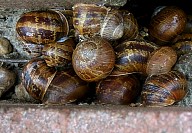 SnailsintheParks.jpg