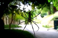 Spider01s.jpg