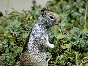 Squirrel01S.JPG