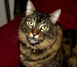 zeus01.jpg