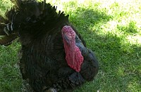 DSC_3147.jpg