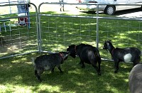 DSC_7812.jpg